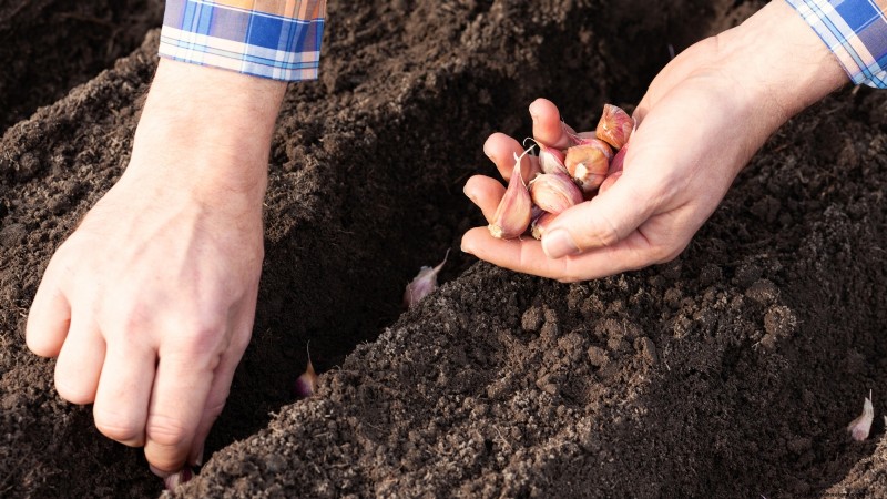 Tuinbedden voorbereiden op het planten van knoflook:een stapsgewijze handleiding 