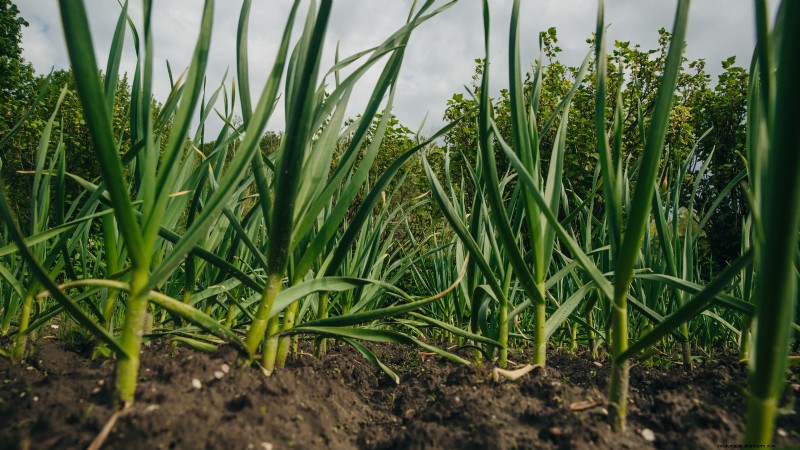 Chesnok rode knoflook:gids voor planten, kweken en verzorgen | [Uw merk] 