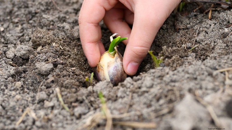 Chesnok rode knoflook:gids voor planten, kweken en verzorgen | [Uw merk] 