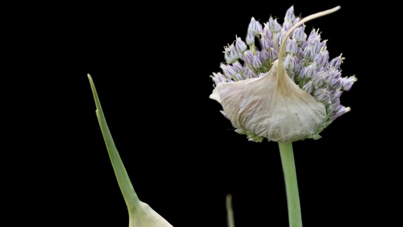 Chesnok rode knoflook:gids voor planten, kweken en verzorgen | [Uw merk] 