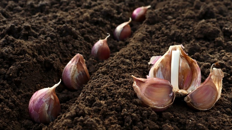 Chesnok rode knoflook:gids voor planten, kweken en verzorgen | [Uw merk] 