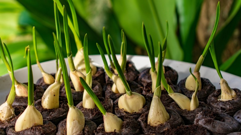 Chesnok rode knoflook:gids voor planten, kweken en verzorgen | [Uw merk] 