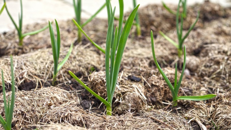 Chesnok rode knoflook:gids voor planten, kweken en verzorgen | [Uw merk] 