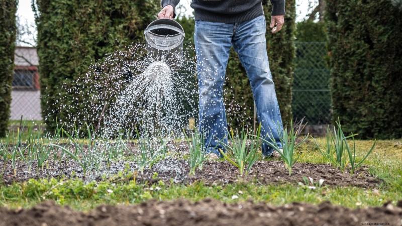 Chesnok rode knoflook:gids voor planten, kweken en verzorgen | [Uw merk] 