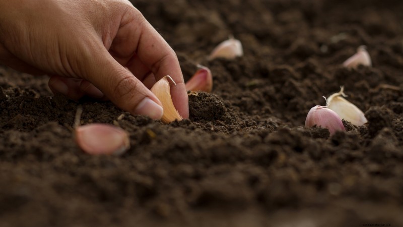 Chesnok rode knoflook:gids voor planten, kweken en verzorgen | [Uw merk] 