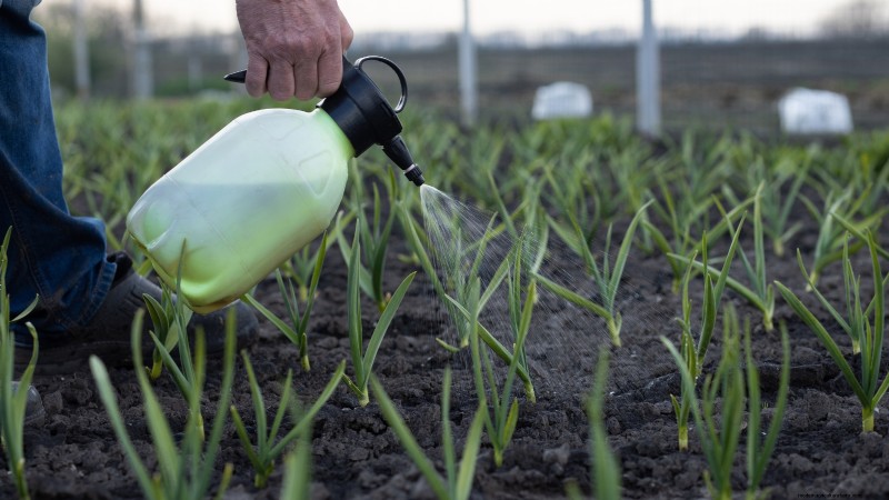 Chesnok rode knoflook:gids voor planten, kweken en verzorgen | [Uw merk] 