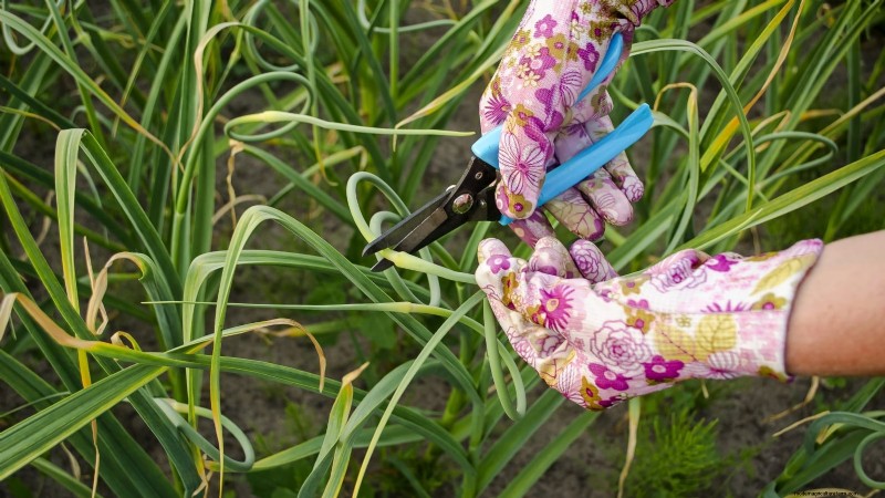 Chesnok rode knoflook:gids voor planten, kweken en verzorgen | [Uw merk] 