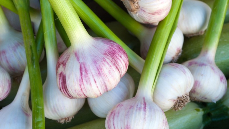 Chesnok rode knoflook:gids voor planten, kweken en verzorgen | [Uw merk] 