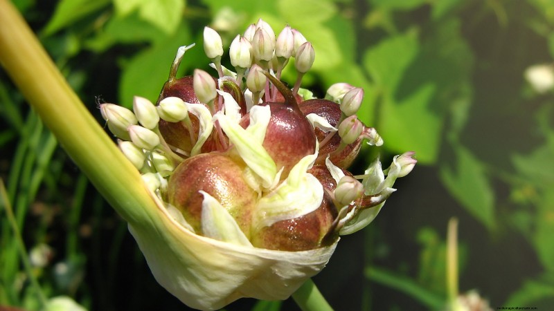 Chesnok rode knoflook:gids voor planten, kweken en verzorgen | [Uw merk] 