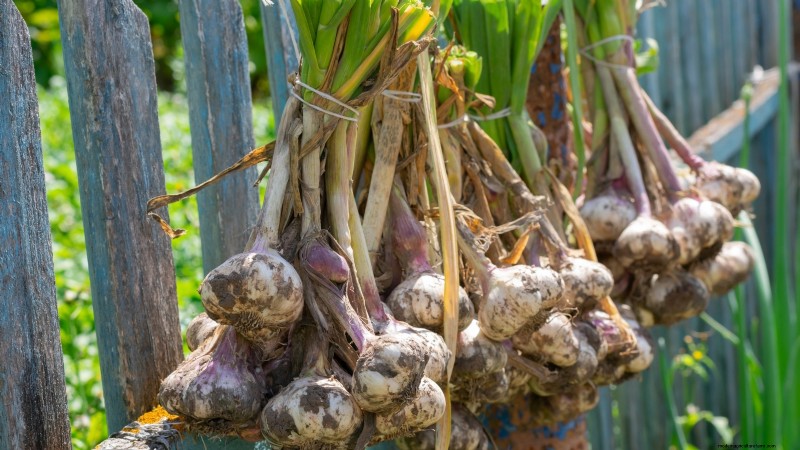 Chesnok rode knoflook:gids voor planten, kweken en verzorgen | [Uw merk] 