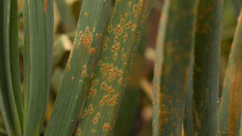 Chesnok rode knoflook:gids voor planten, kweken en verzorgen | [Uw merk] 