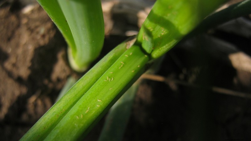 Chesnok rode knoflook:gids voor planten, kweken en verzorgen | [Uw merk] 