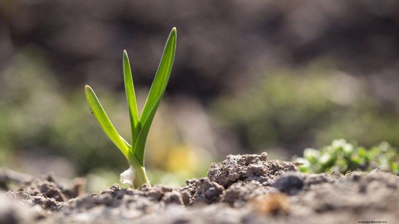 Gids voor het planten van knoflook:herfst versus zomer - wat u moet weten 