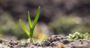 Gids voor het planten van knoflook:herfst versus zomer - wat u moet weten 