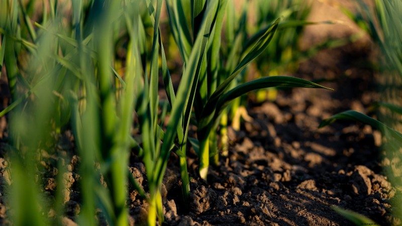 Gids voor het planten van knoflook:herfst versus zomer - wat u moet weten 