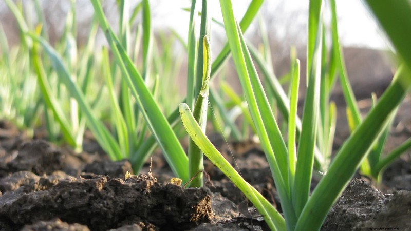 Gids voor het planten van knoflook:herfst versus zomer - wat u moet weten 