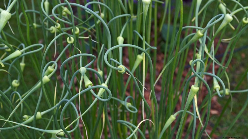 Gids voor het planten van knoflook:herfst versus zomer - wat u moet weten 