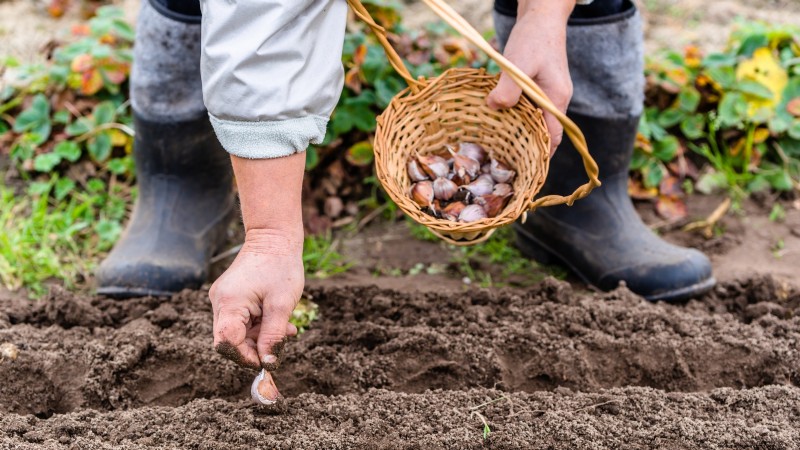 Gids voor het planten van knoflook:herfst versus zomer - wat u moet weten 