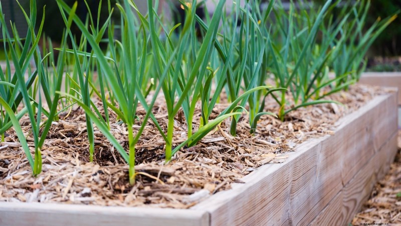 Gids voor het planten van knoflook:herfst versus zomer - wat u moet weten 