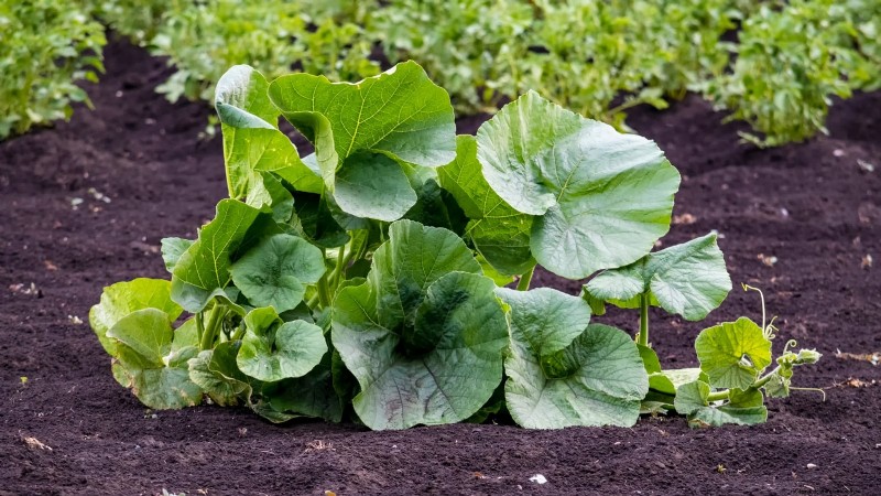 Verwelking van pompoenplanten:oorzaken, diagnose en oplossingen 