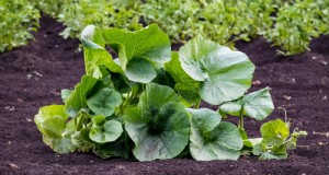 Verwelking van pompoenplanten:oorzaken, diagnose en oplossingen 
