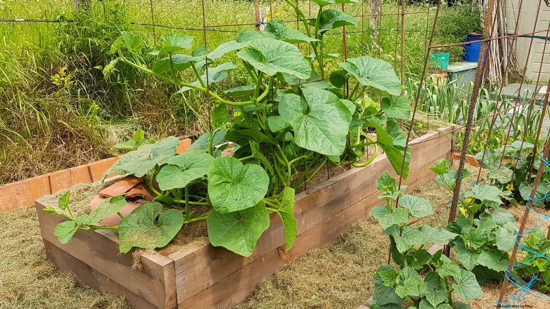 Verwelking van pompoenplanten:oorzaken, diagnose en oplossingen 