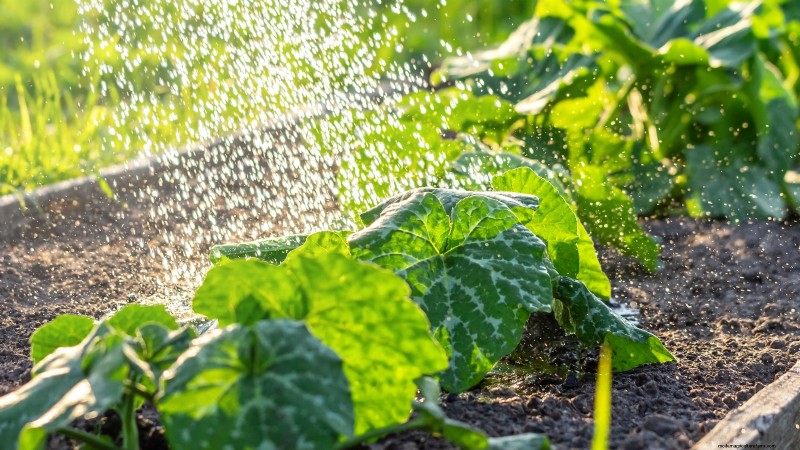 Verwelking van pompoenplanten:oorzaken, diagnose en oplossingen 