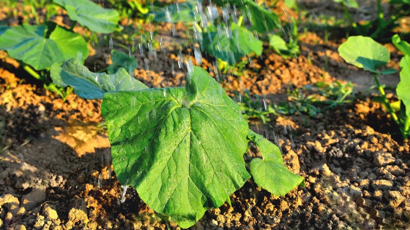 Verwelking van pompoenplanten:oorzaken, diagnose en oplossingen 