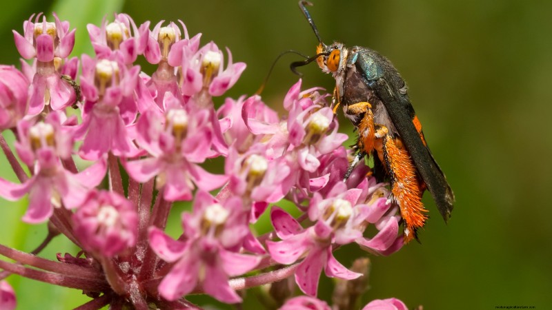 Verwelking van pompoenplanten:oorzaken, diagnose en oplossingen 