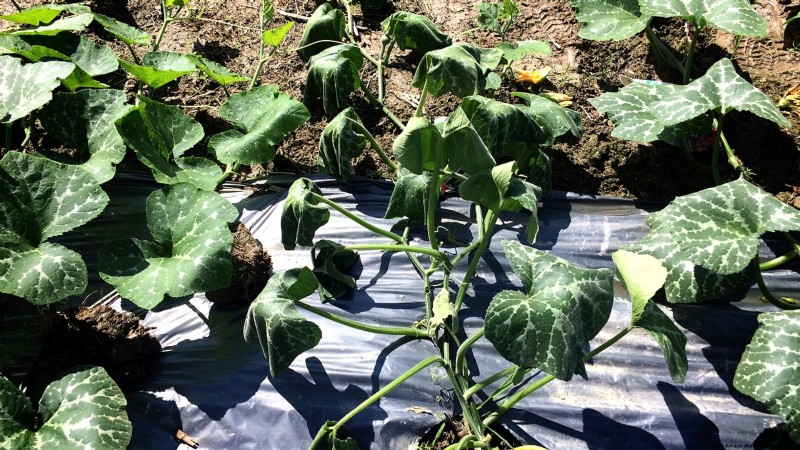 Verwelking van pompoenplanten:oorzaken, diagnose en oplossingen 