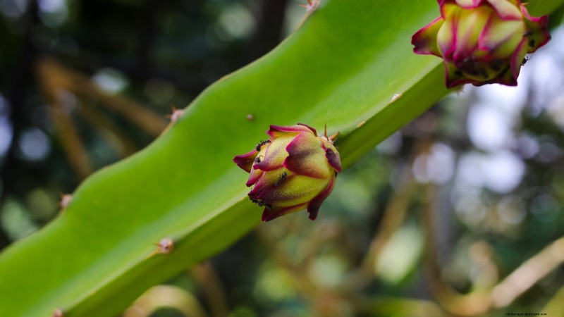 Handleiding voor het kweken van Dragon Fruit:veelvoorkomende problemen oplossen 