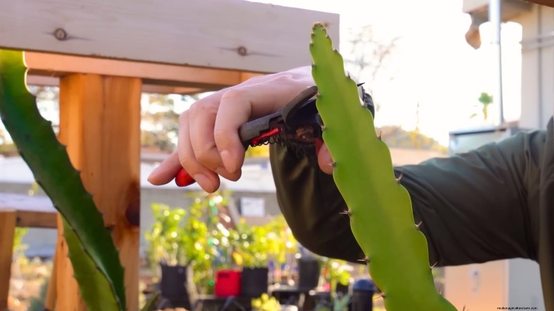 Handleiding voor het kweken van Dragon Fruit:veelvoorkomende problemen oplossen 