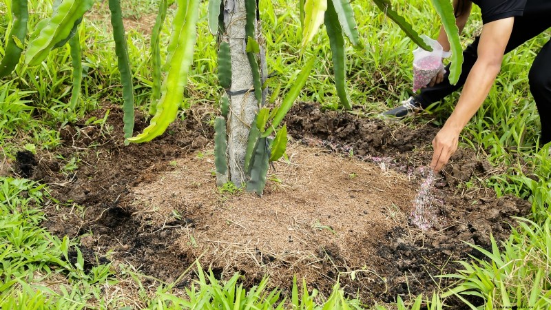 Handleiding voor het kweken van Dragon Fruit:veelvoorkomende problemen oplossen 
