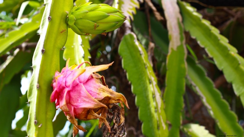 Handleiding voor het kweken van Dragon Fruit:veelvoorkomende problemen oplossen 
