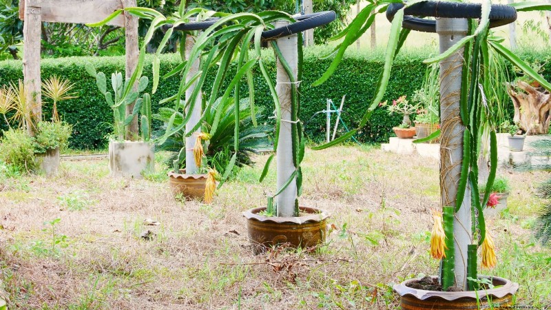 Handleiding voor het kweken van Dragon Fruit:veelvoorkomende problemen oplossen 