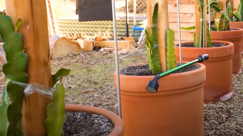 Handleiding voor het kweken van Dragon Fruit:veelvoorkomende problemen oplossen 