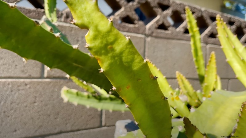 Handleiding voor het kweken van Dragon Fruit:veelvoorkomende problemen oplossen 