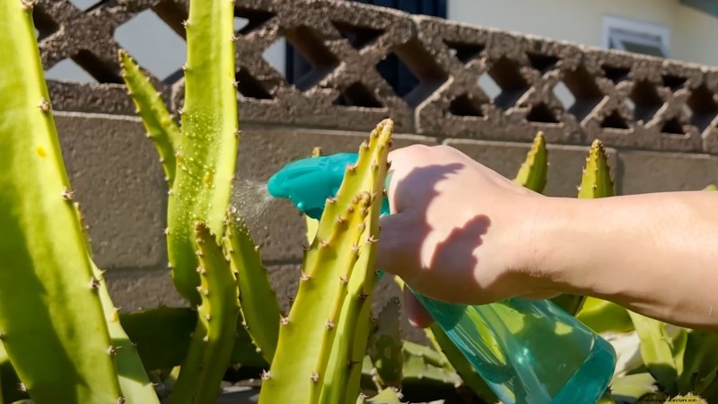 Handleiding voor het kweken van Dragon Fruit:veelvoorkomende problemen oplossen 
