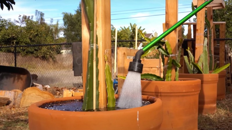 Handleiding voor het kweken van Dragon Fruit:veelvoorkomende problemen oplossen 