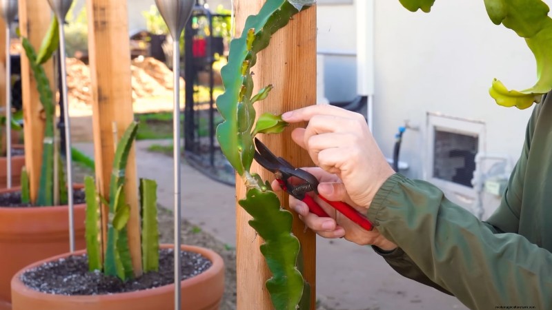Handleiding voor het kweken van Dragon Fruit:veelvoorkomende problemen oplossen 