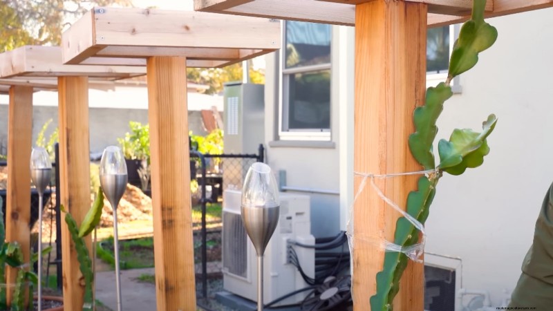 Handleiding voor het kweken van Dragon Fruit:veelvoorkomende problemen oplossen 