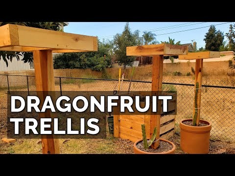 Handleiding voor het kweken van Dragon Fruit:veelvoorkomende problemen oplossen 