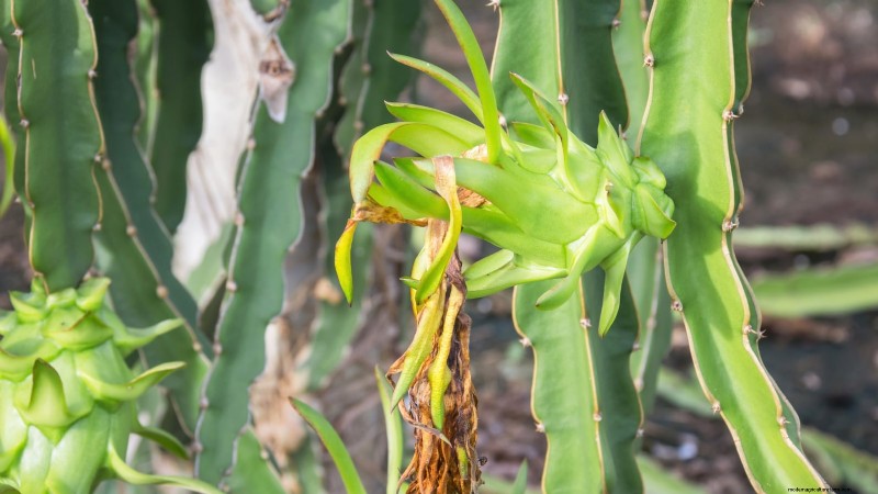 Handleiding voor het kweken van Dragon Fruit:veelvoorkomende problemen oplossen 