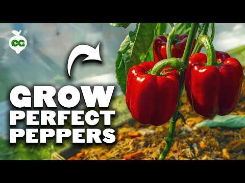Paprika in Hochbeeten anbauen:Ein Leitfaden für reichliche Erträge 