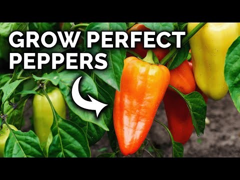 Paprika in Hochbeeten anbauen:Ein Leitfaden für reichliche Erträge 