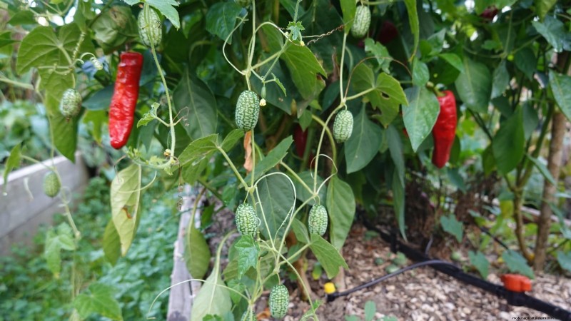 Paprika in Hochbeeten anbauen:Ein Leitfaden für reichliche Erträge 