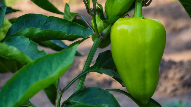 Paprika in Hochbeeten anbauen:Ein Leitfaden für reichliche Erträge 