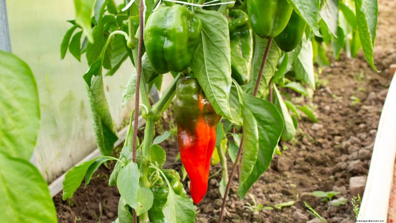 Paprika in Hochbeeten anbauen:Ein Leitfaden für reichliche Erträge 