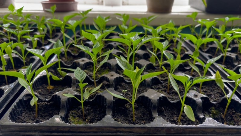 Paprika in Hochbeeten anbauen:Ein Leitfaden für reichliche Erträge 