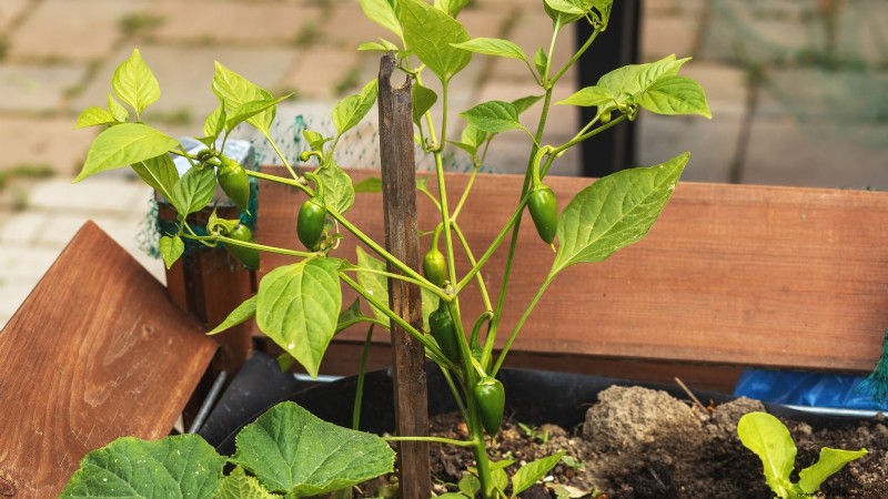 Paprika in Hochbeeten anbauen:Ein Leitfaden für reichliche Erträge 